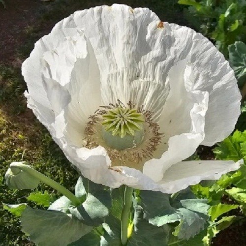 2,500 – 10,000 Premium Organic Peshawar White Somniferum Poppy Seeds For Plantin