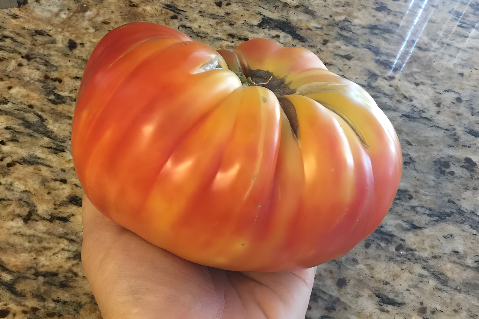 100 Heirloom Big Rainbow Tomato Seeds GIANT 2lb Bi-Colored Sweet Indeterminate