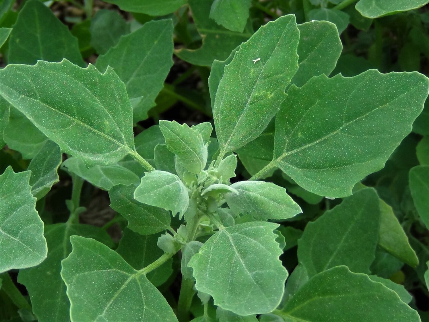 Chenopodium album WILD SPINACH aka LAMB’S QUARTERS – EDIBLE LEAVES Seeds!