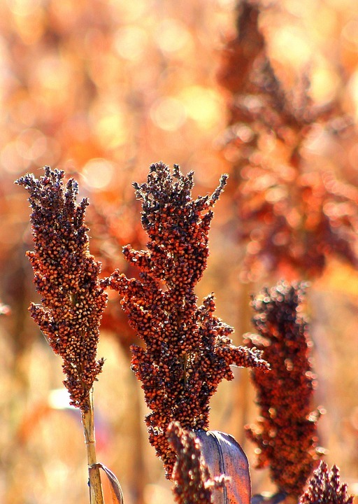 50 M81E SORGHUM Light Amber Syrup Bicolor Vegetable Grain Seeds *Combined Shipng