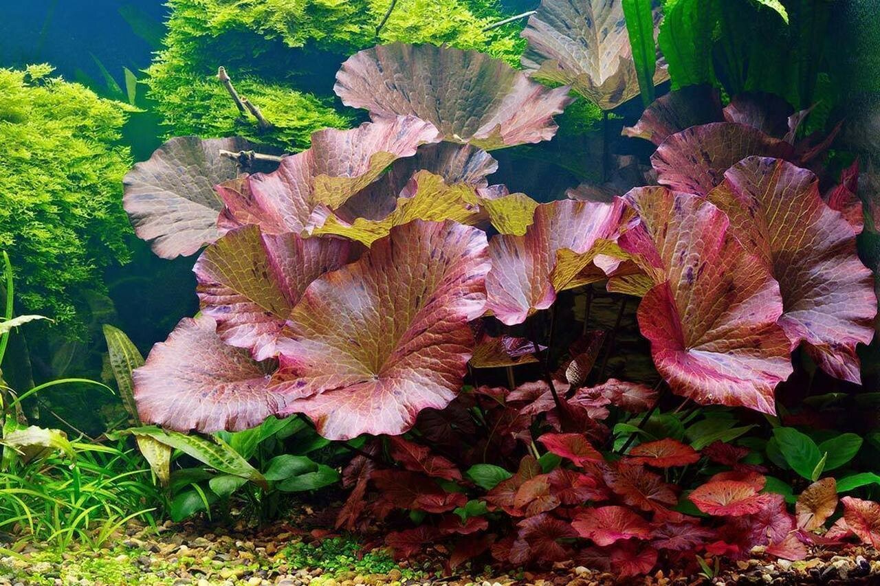 🌺🌺 Red Tiger Lotus water Lily Plant Live Aquarium Plants Easy lotus seeds