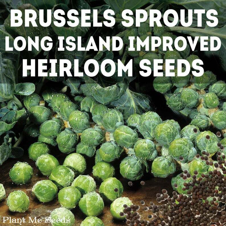 Heirloom Vegetable 150+ Seeds 6 Variety Garden Set #2 PERFECT SURVIVAL NON-GMO