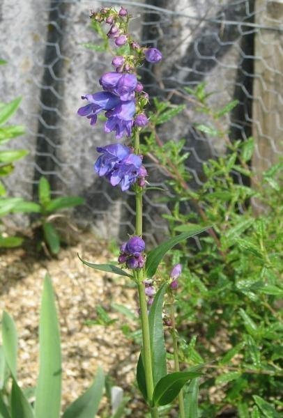 Penstemon strictus | Rocky Mountain Penstemon | 1000 Seeds