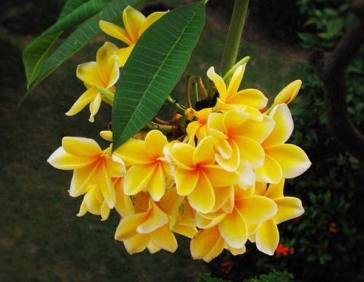 5 Bright Yellow Plumeria Seeds Perennial Flowers Seed Frangipani US SELLER
