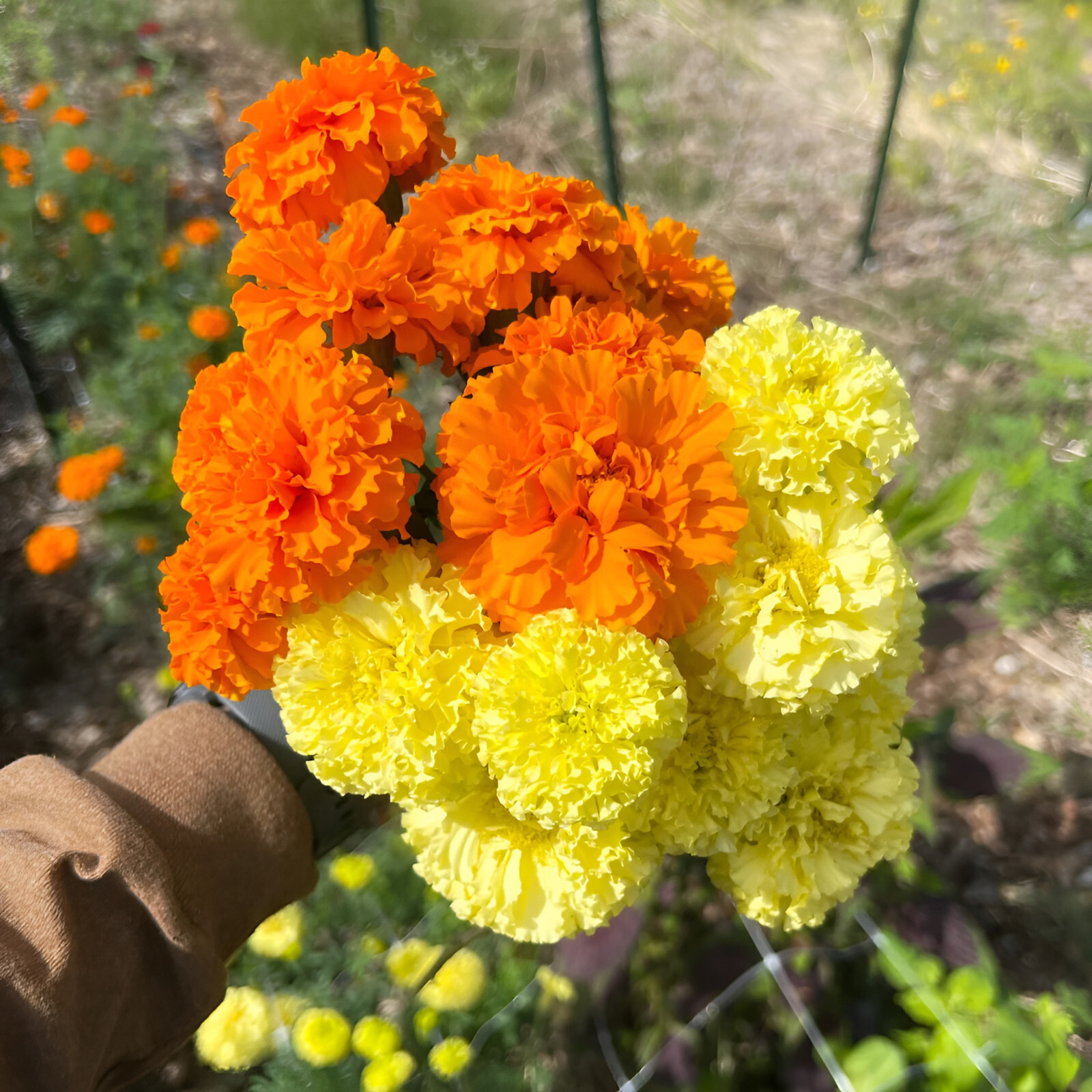 220 African Marigold Seeds: Crackerjack – Beautiful Orange and Yellow Blooms