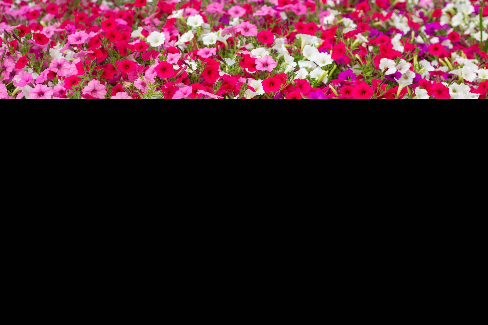 250 MIXED COLORS PETUNIA Red Pink White Purple ++ Flower Seeds *Flat S/H
