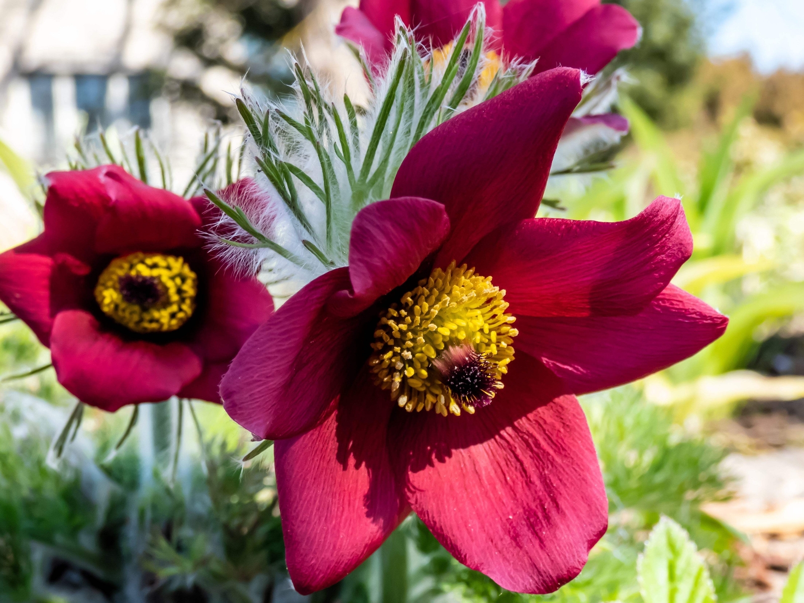 10 RED ANEMONE Pulsatilla Vulgaris PASQUE FLOWER Seeds *Flat S/H