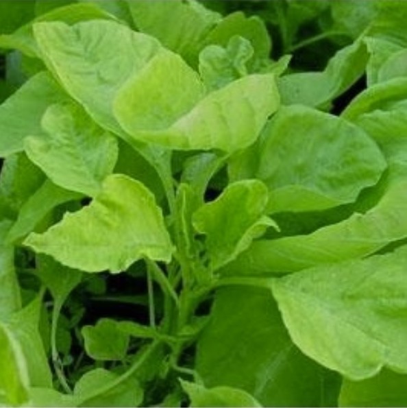 2026 Heirloom Vegetable Seeds – Premium Garden Seeds for Planting