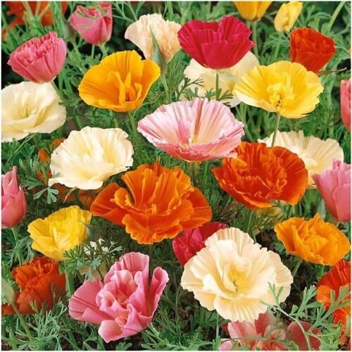 California Poppy, Mission Bells Mix Seeds- Non GMO – 250 Seeds
