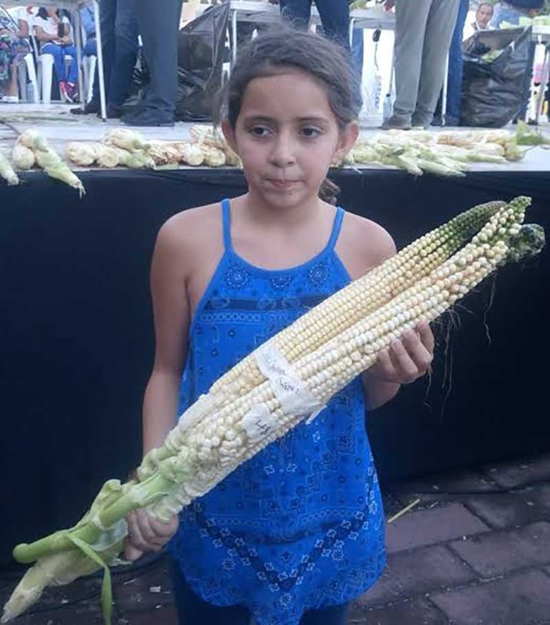 Nayarit Jala Blanco Corn Seeds (30) / MEXICAN HEIRLOOM / Massive / RARE