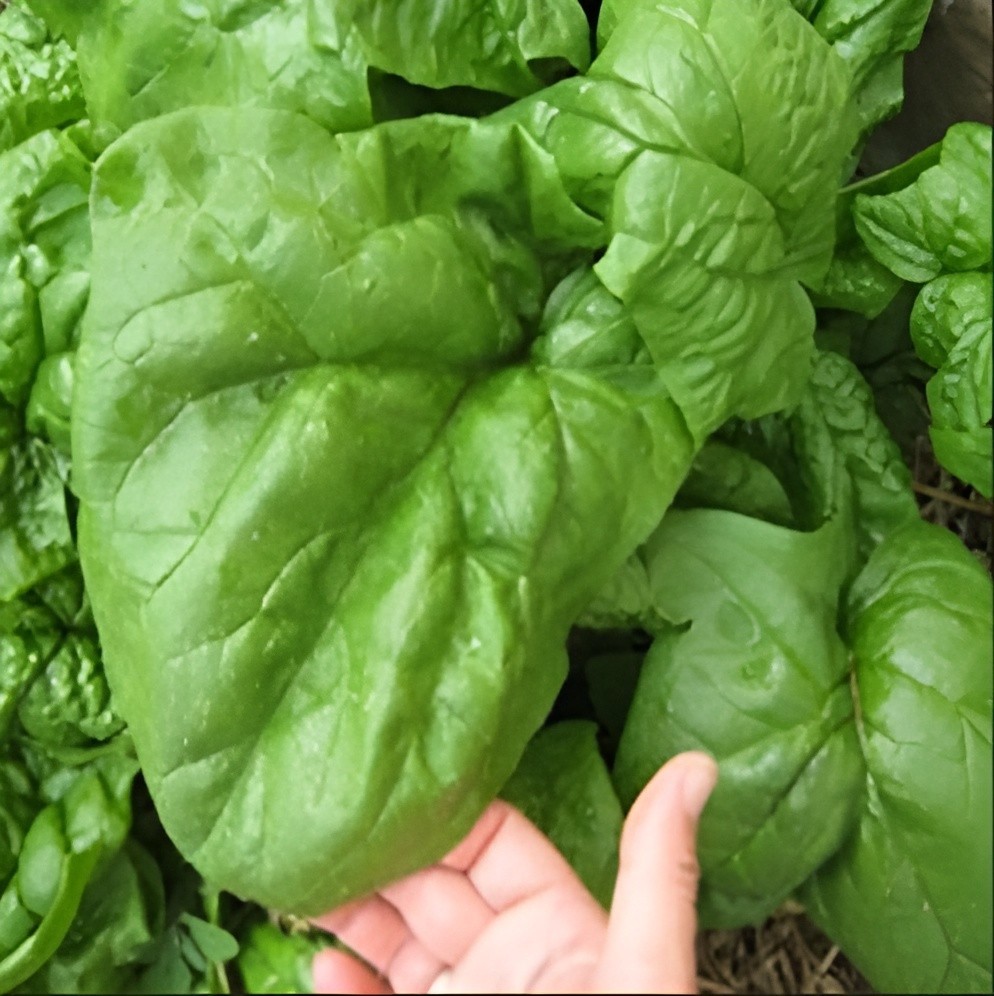 200ct Heirloom Giant Nobel Spinach Seeds – AAS Award Winner – Huge & Flavorful