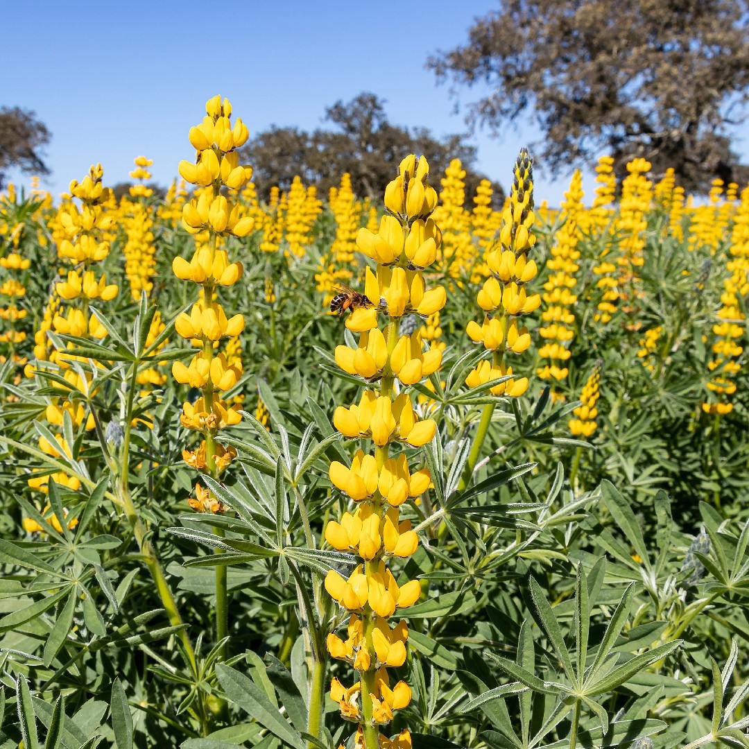 Yellow Lupine Seeds 25+ Lupinus Luteus Annual Flower DEER RESISTANT USA FREE S&H
