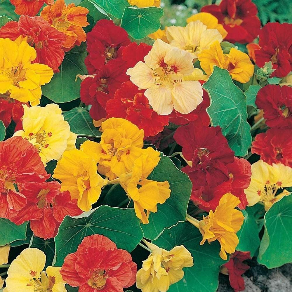 Nasturtium Double Gleam Flower Seeds, “COOL BEANS N SPROUTS” Brand