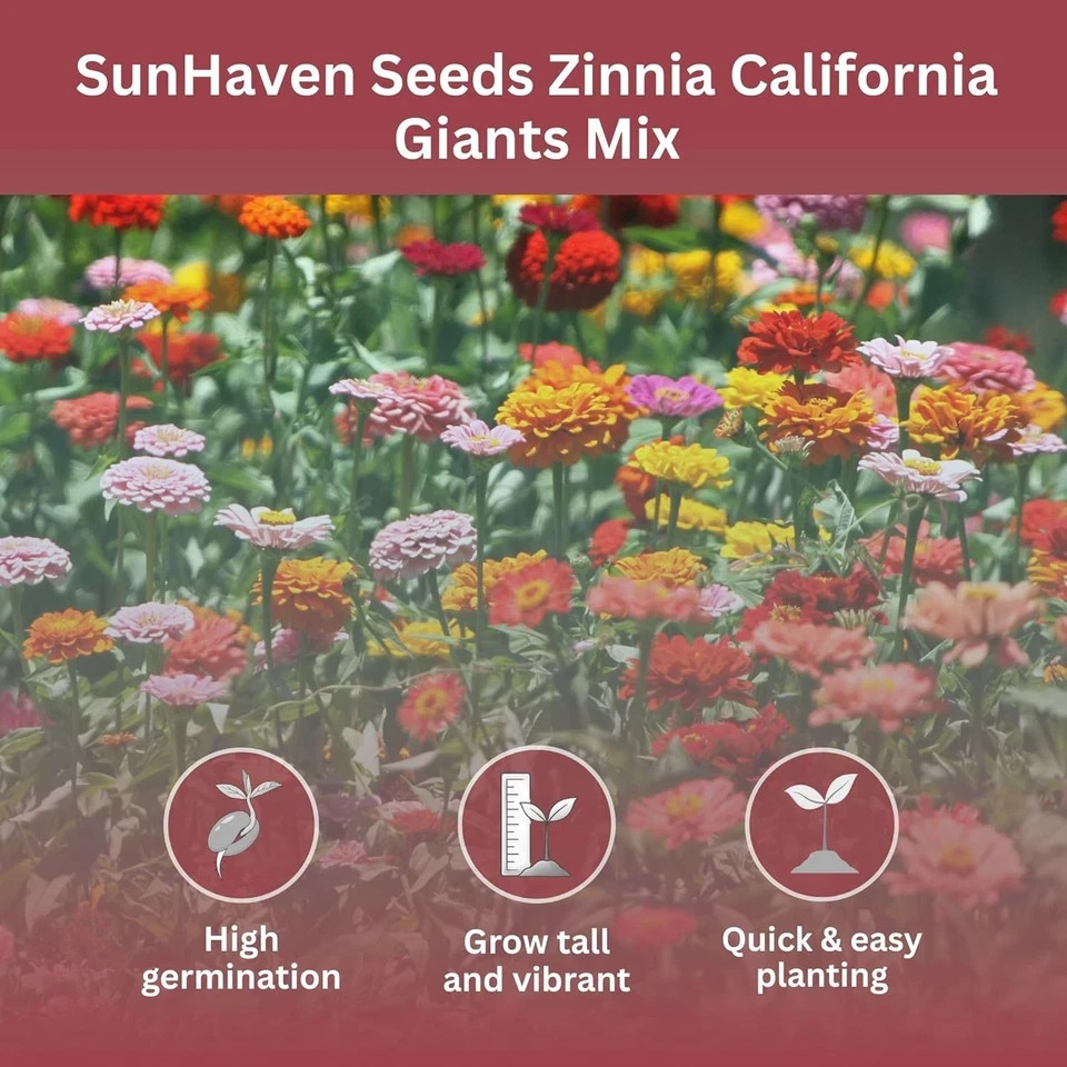 Zinnia Seeds – California Giants Mix – 4,000+ Seeds – 1 Oz Bulk Extra Large Rese