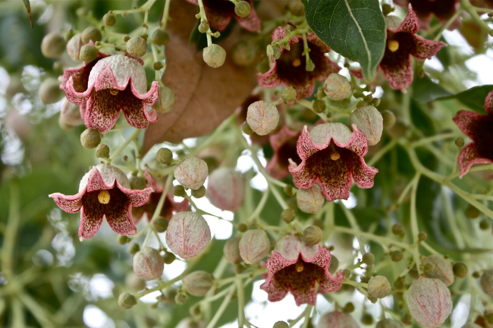 Brachychiton Populneus, Kurrajong Flowering Bottle Tree 5 Seeds, Ships From USA!