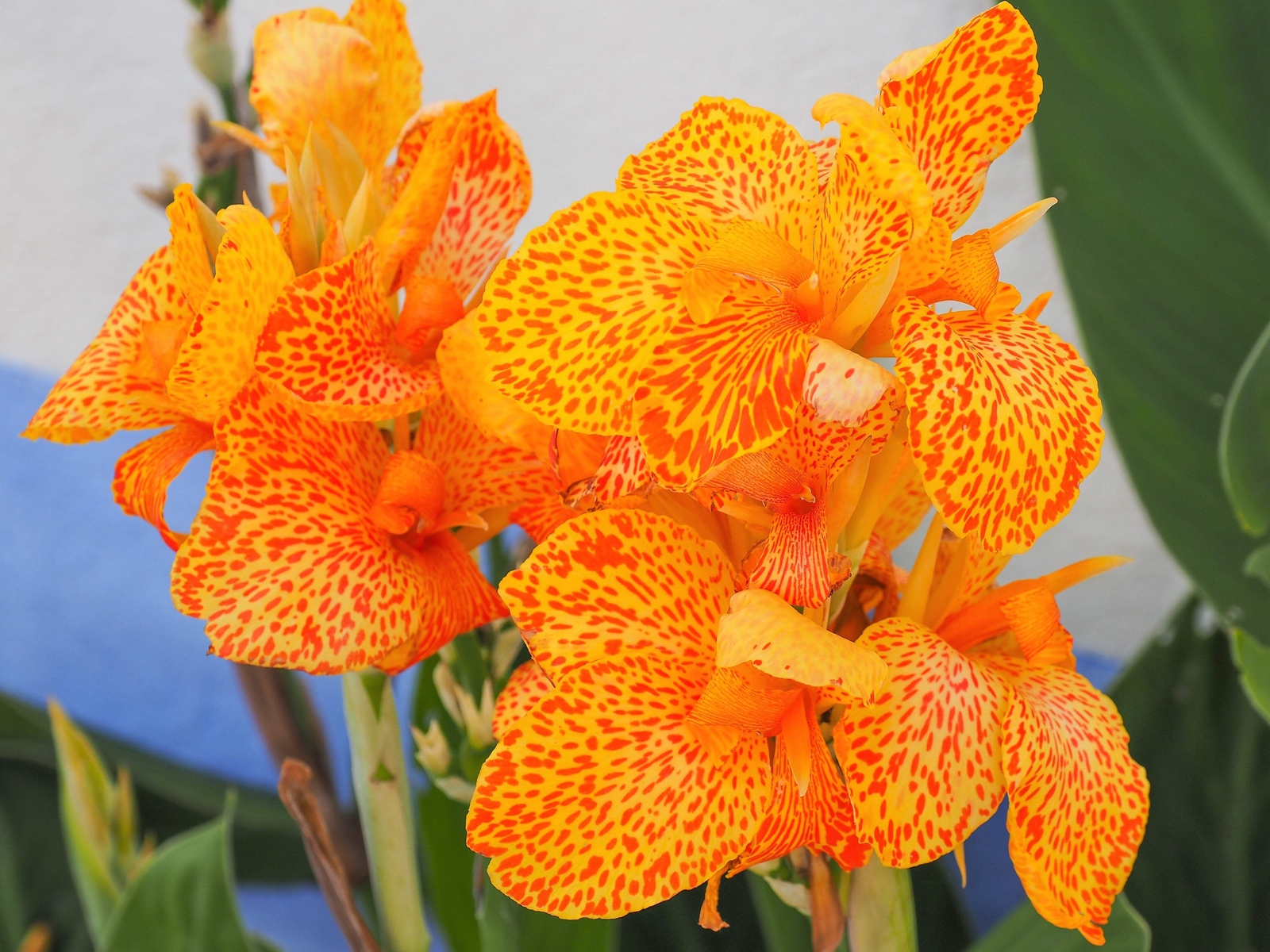 5 MIXED CANNA LILY Generalis Mix Colors Red Yellow Hummingbird Flower Seeds