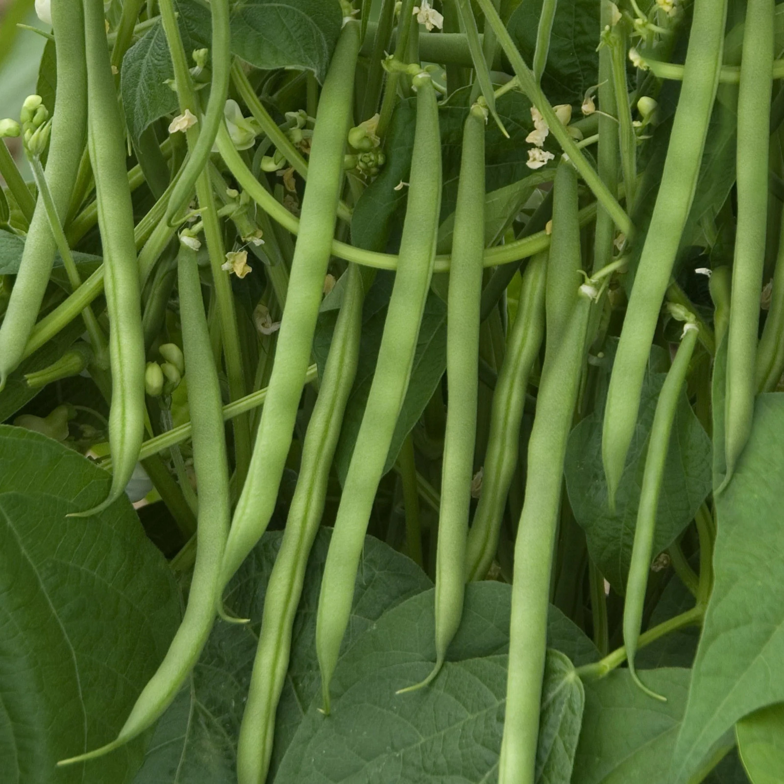 Kentucky Wonder Green Bean Seeds, Pole | Non GMO Runner Beans Snap Pea Seed 2024