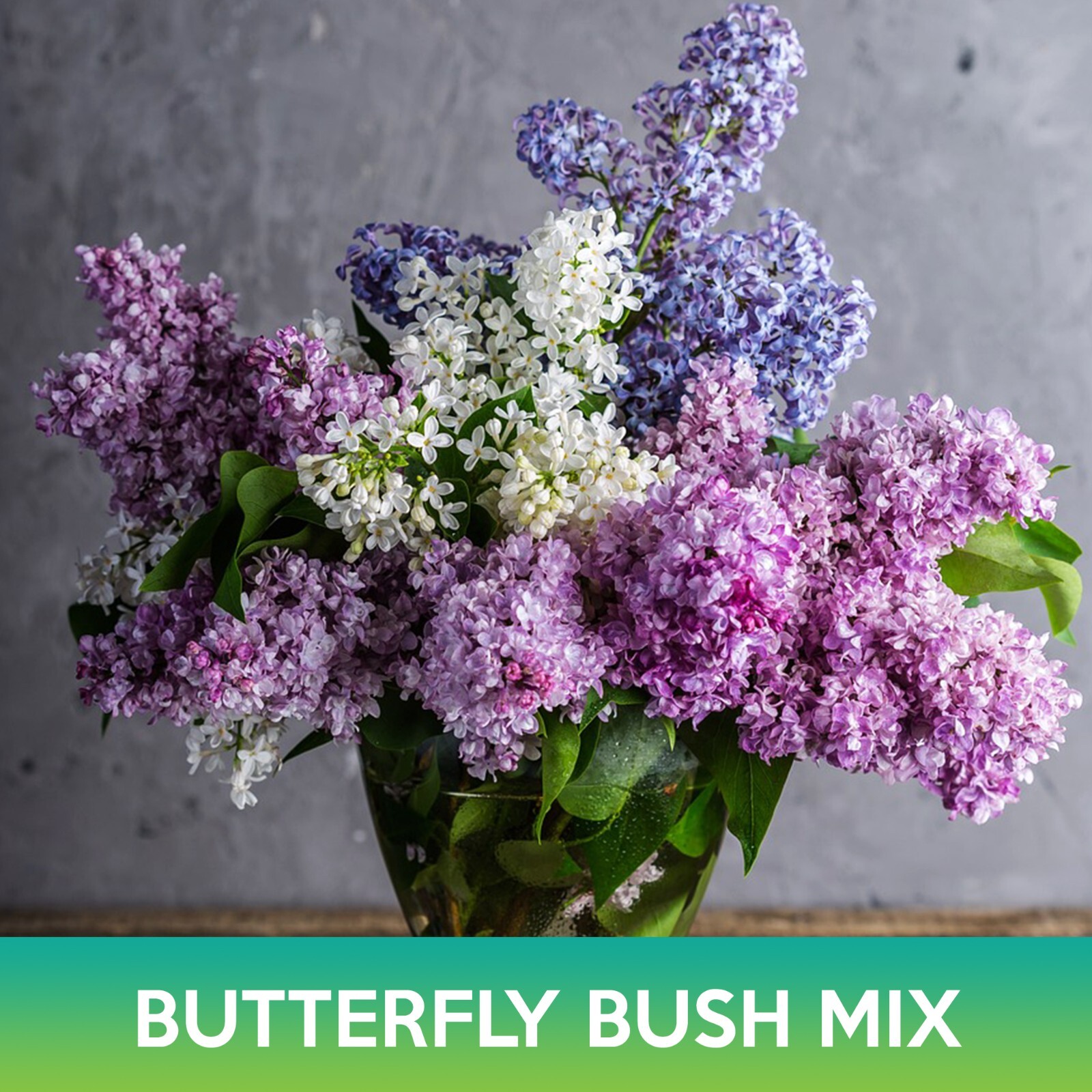 Butterfly Bush Tree Mix Tree Seeds, Summer Lilac