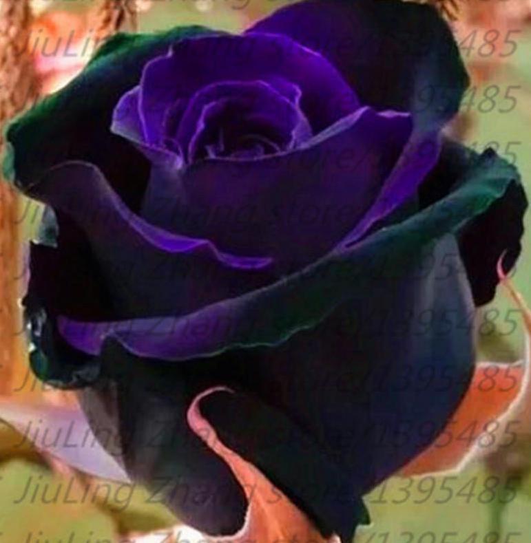 20 EXOTIC RARE BLACK ROSE SEEDS home garden flower plant bush diy sun Rosas tea