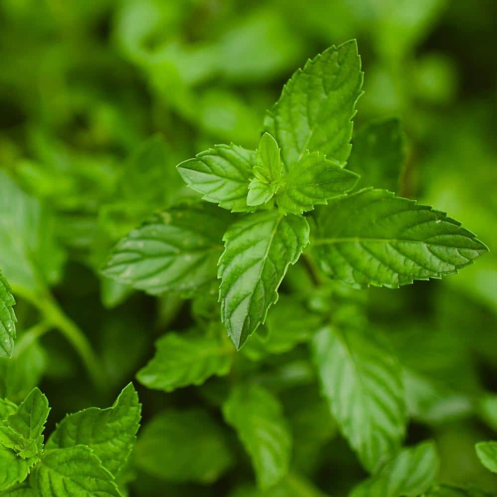 19 oz. Peppermint Herb Plant (2-Pack)