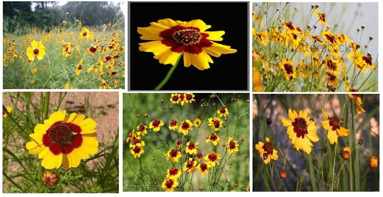 LOTS OF VARIETY OF 8 DIFFERENT KINDS OF FLOWER SEEDS GREAT DEAL! #25 USA Seller