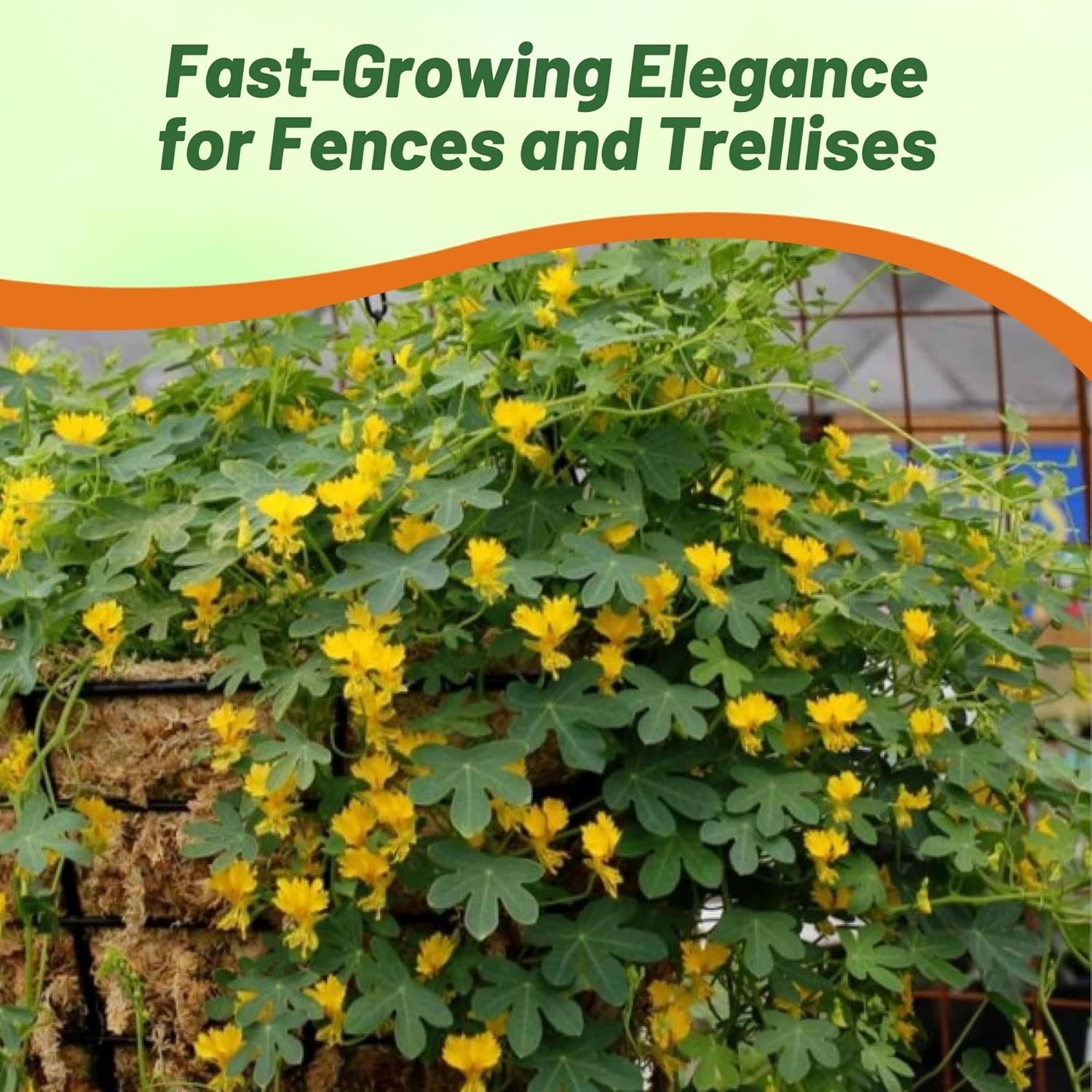 100 Seeds Nasturtium Seeds – Tropaeolum Peregrinum Canary Creeper Flower Seed
