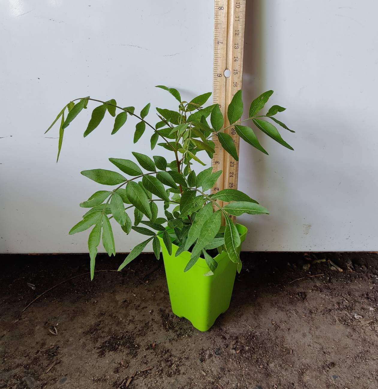 1(ONE) Live Plants of seedling “CHINESE PISTACHE” TREE about 3-6″ tall