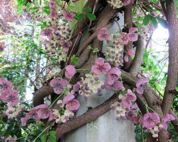 Akebia quinata | Chocolate Vine | Fiveleaf Akebia | 5 Seeds