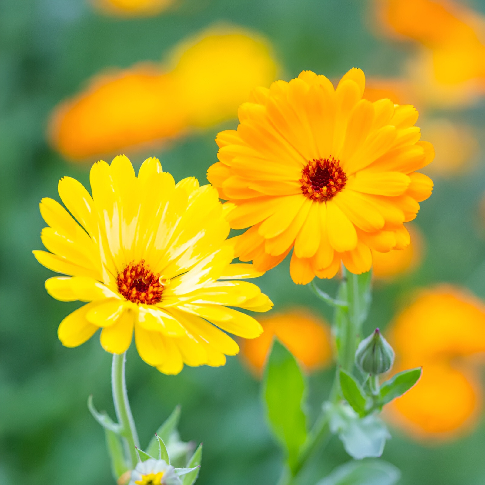 150 Calendula Seeds – Pacific Beauty Mixture -Gorgeous Orange and Yellow Blooms