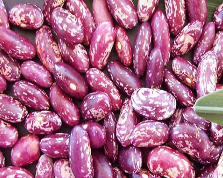 Dominican Red Speckled Bean Seeds (25) / ORGANIC / BUSH BEAN / FLORIDA GROWN