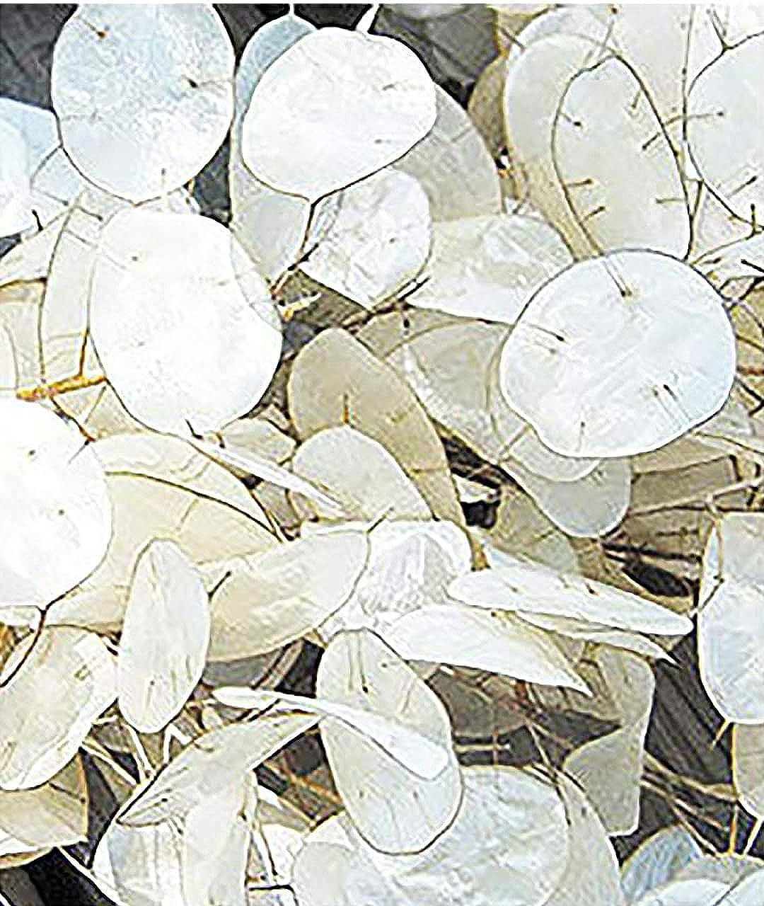 150 Seeds of Lunaria Money Plant – Attractive, Non-GMO & Pollinator Friendly