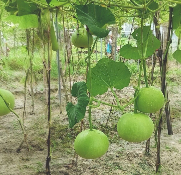 Bottle Gourd || Light Queen Round 8 Seeds