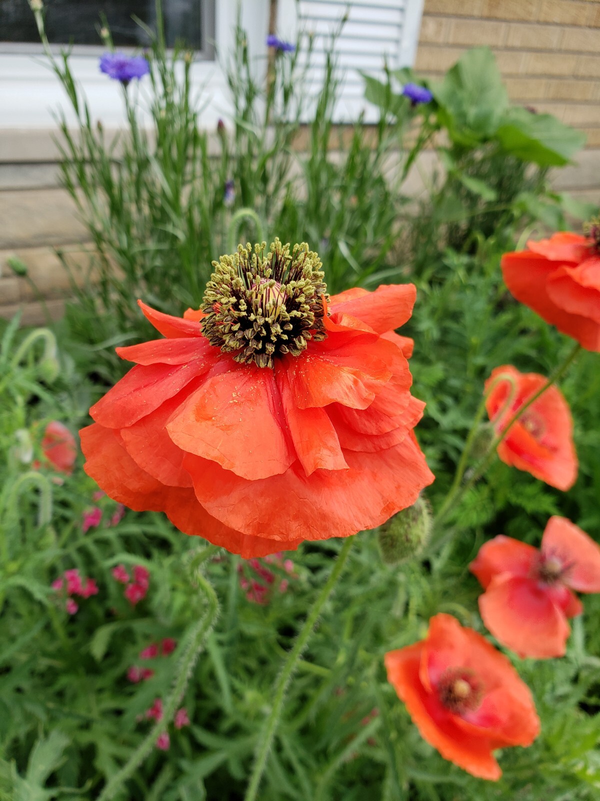 Mixed Poppy Seeds Several Varieties 100-200 Count *Free Shipping*