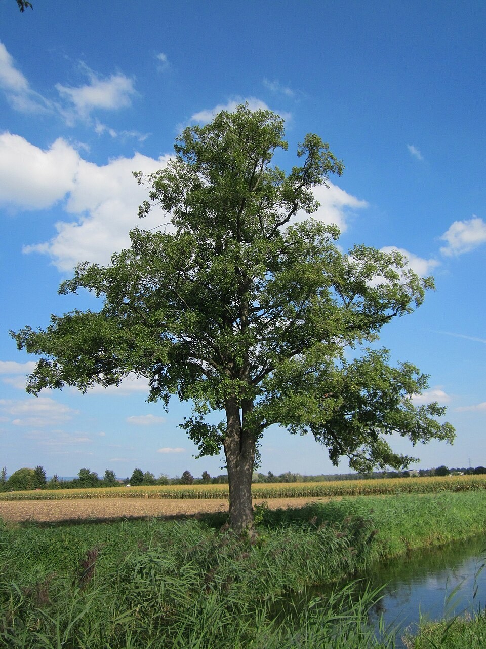 1 Black Alder Tree 12-24″ Bare Root Alnus glutinosa