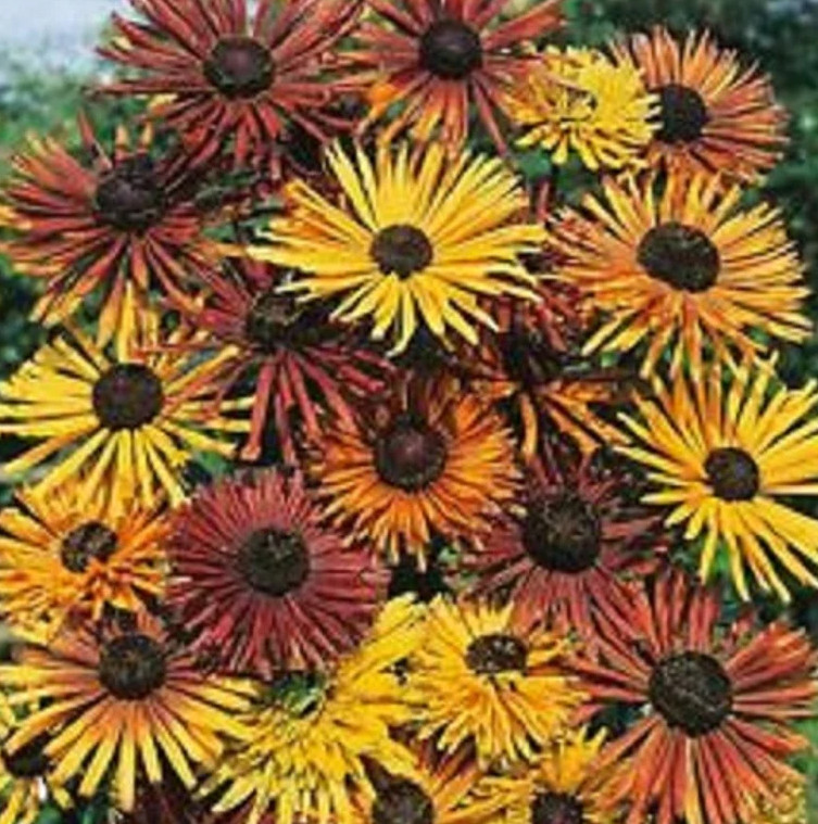 Black Eyed Susan CHIM CHIMINEE Rudbeckia Heirloom Pollinators Non-GMO 40 Seeds!