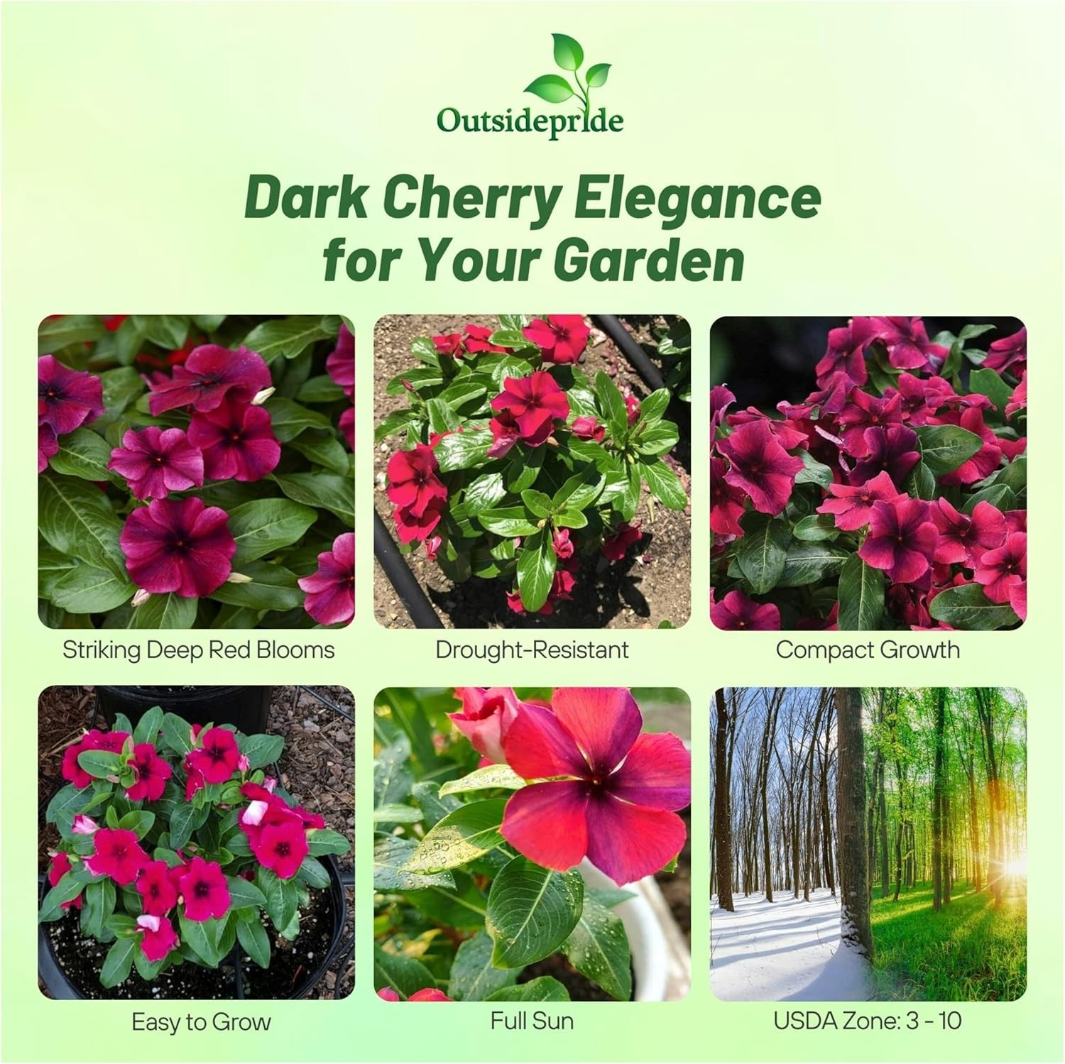 100 Seeds Dark Purple Perwinkle Seeds For Planting | Black Cherry Vinca