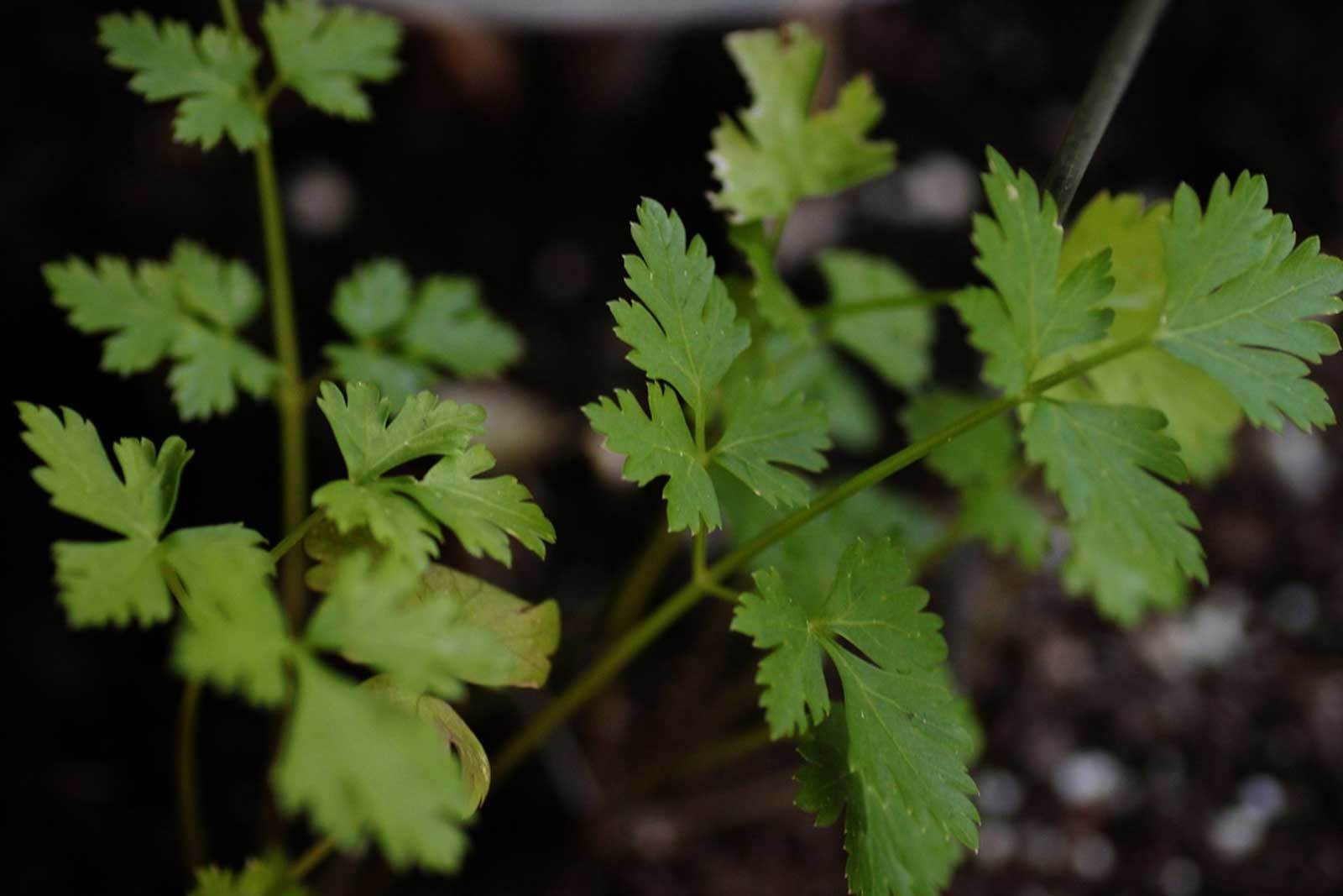 Petroselinum crispum var. neapolitanum | 100_Seeds FREE SHIPPING