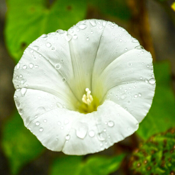 Pearly Gates Morning Glory Seeds | 30 – 600 Seeds | Free Shipping | 1182