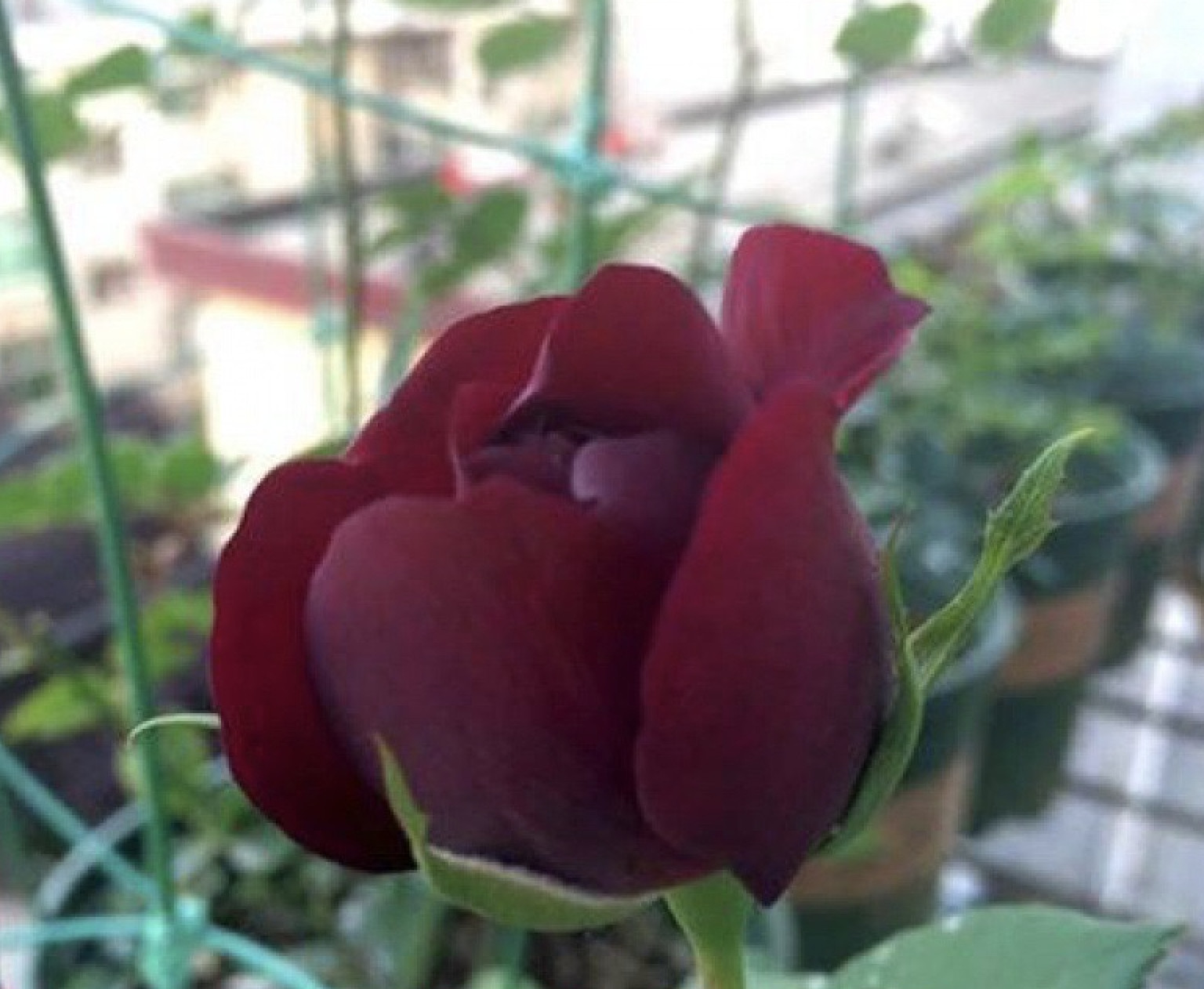 20 ROSE FLOWER SEEDS classic rare plant garden for stratification/germination