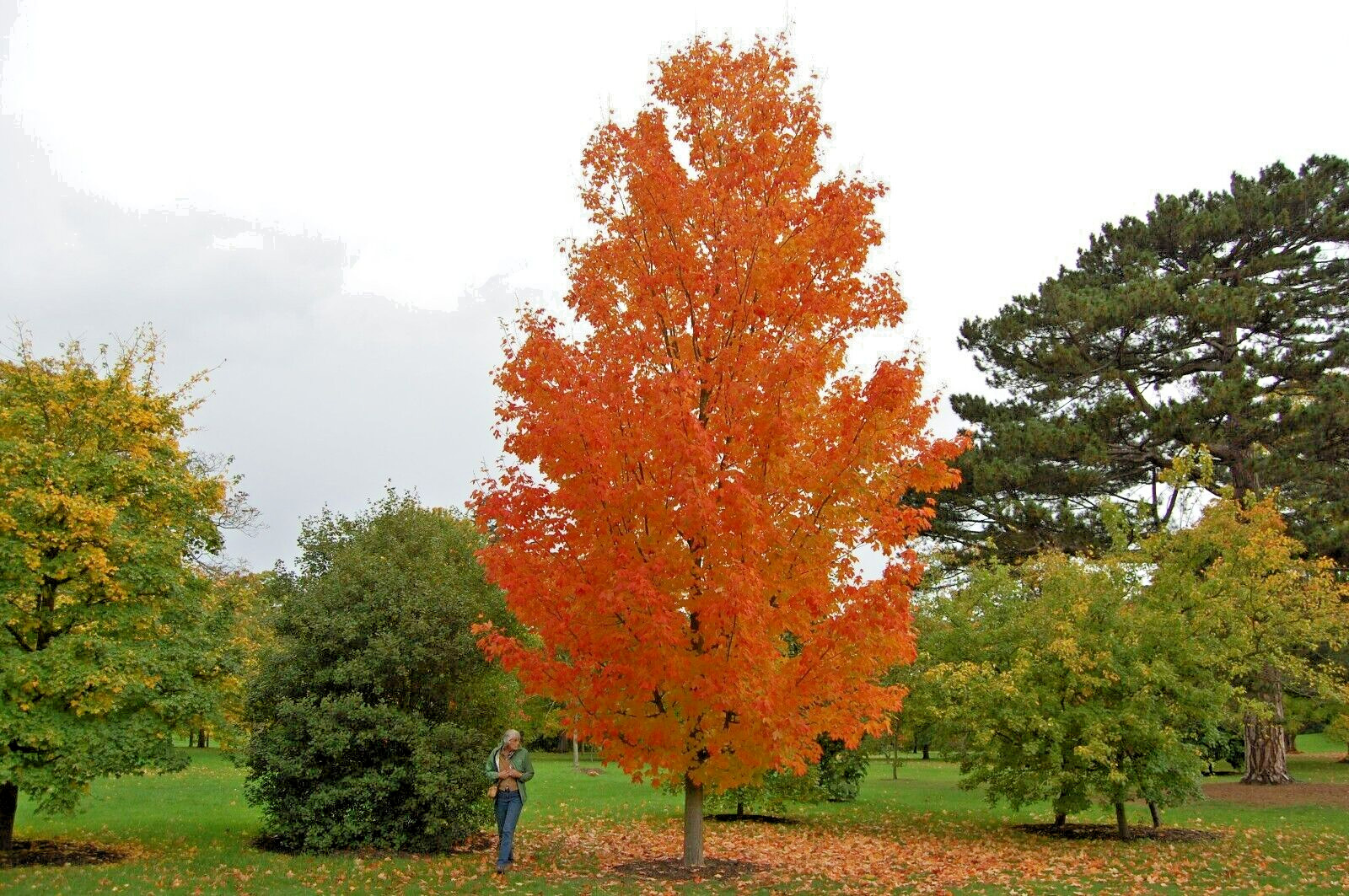 20 COLUMNAR SUGAR MAPLE SEEDS – Acer saccharum ‘Columnare’