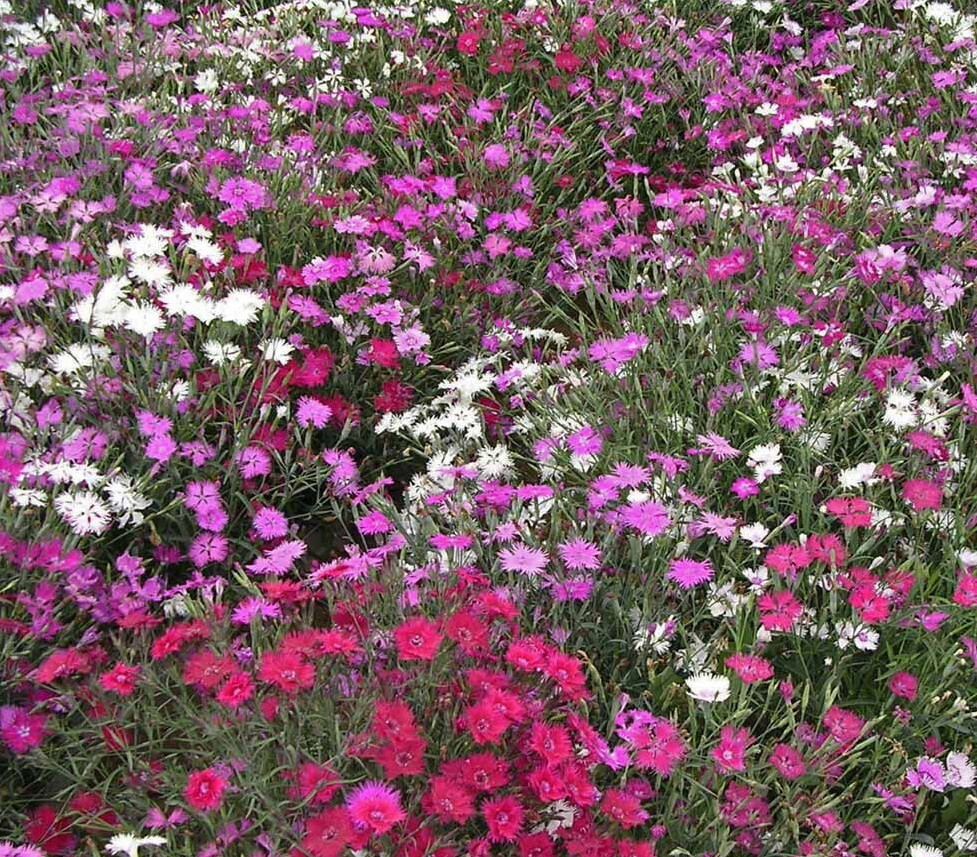 1oz Dianthus Cottage Pinks Mixed Flower Seeds Dianthus plumarius (23,000 Seeds)