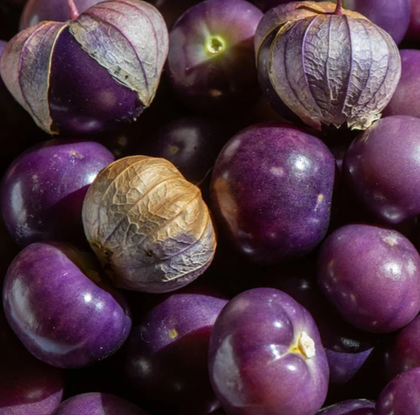 PURPLE TOMATILLO SEEDS 100+ Latin American CULINARY garden VEGETABLE free ship