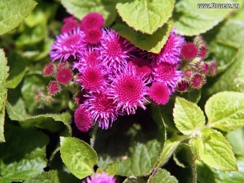 50+BLUE TYCOON AGERATUM FLOWER SEEDS SELF SEEDING ANNUAL