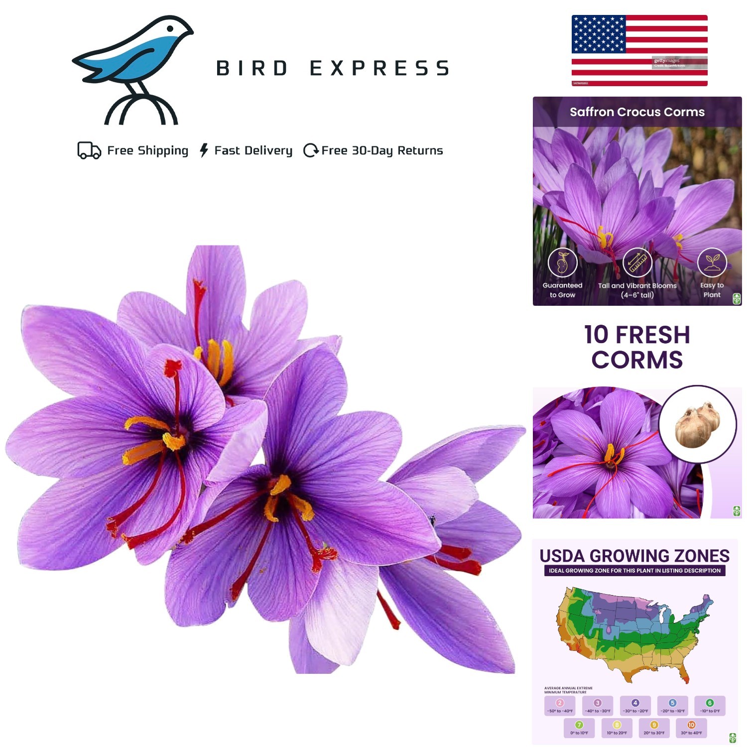 Perennial Saffron Crocus Corms – 10 GMO-Free Large Bulbs, Attract Pollinators