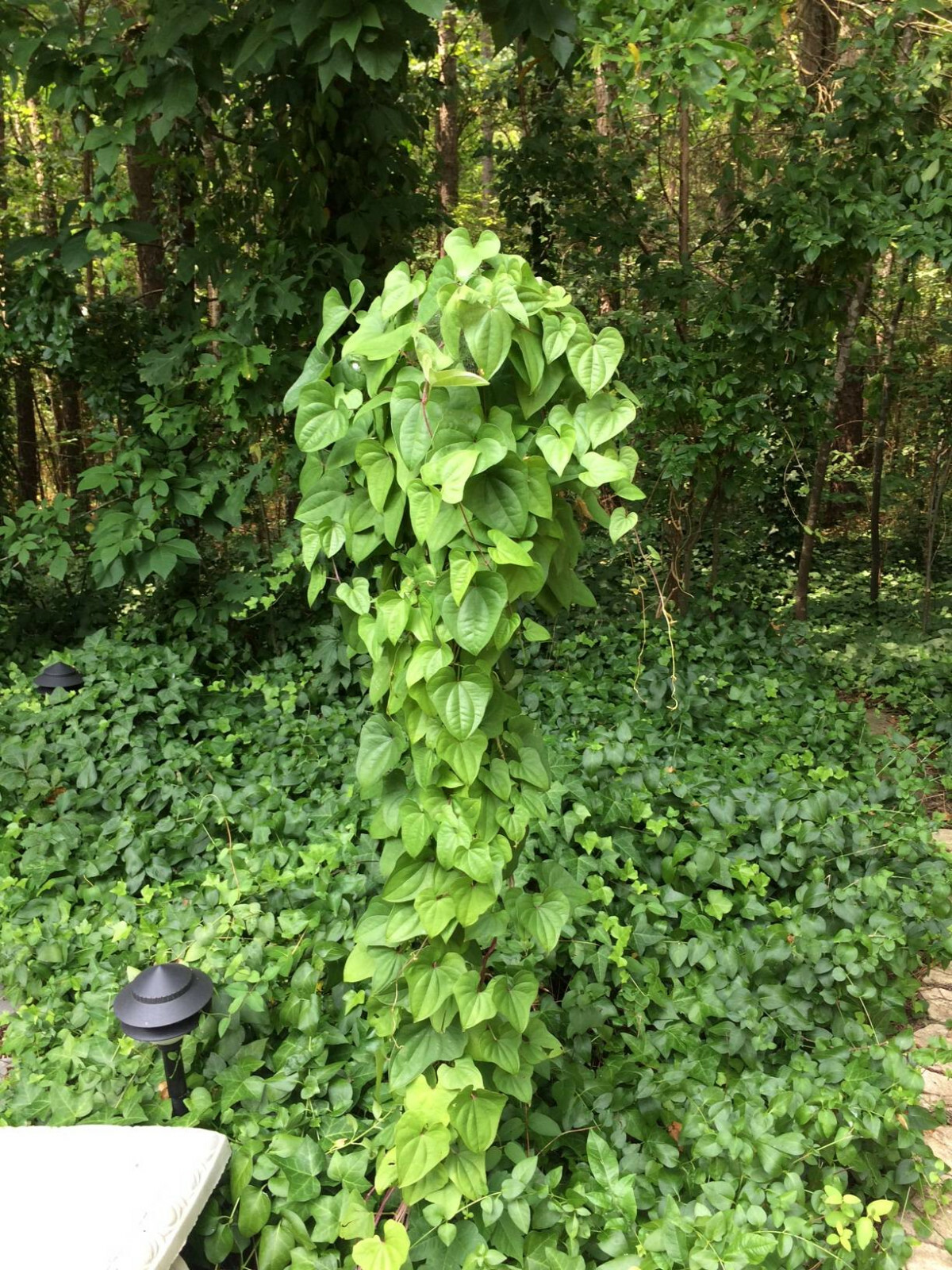 Potato Vine Heart Shaped Leaves Cinnamon Scent Perennial 10 + SEEDS USA Grown