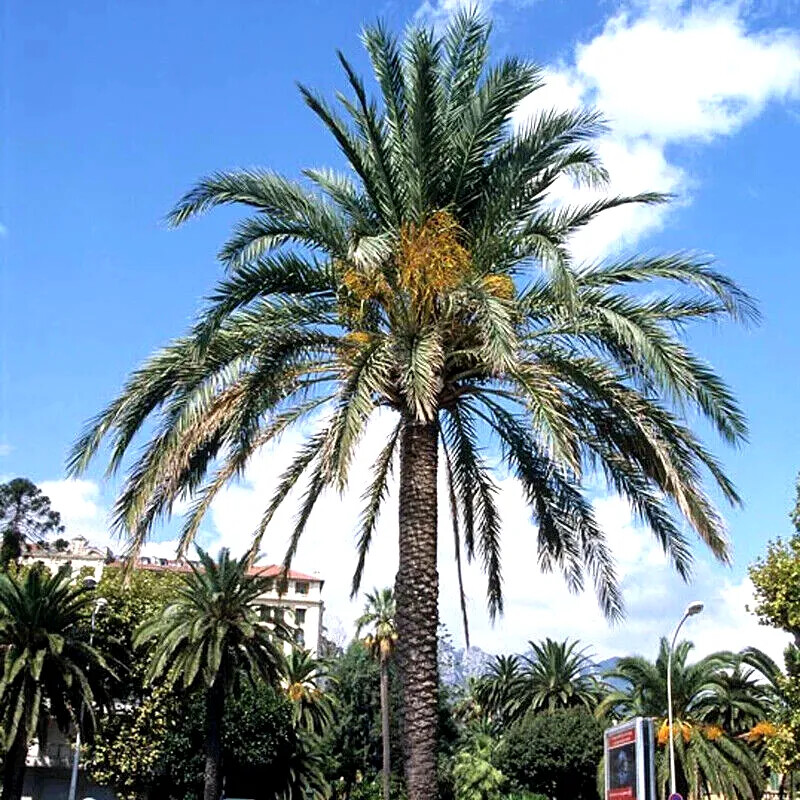 5 Date Palm Tree Seeds (Phoenix dactylifera) Edible Fruit Plant Hardy to Zone 8