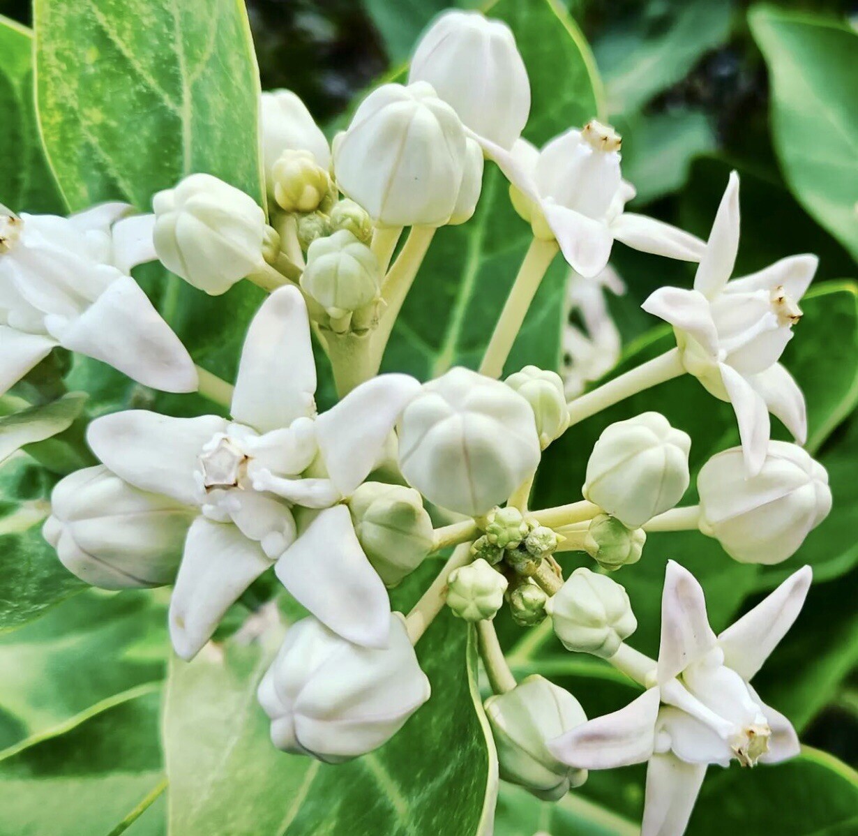 10 Seeds White Calotropis Gigantea Crown Flower Giant Milkweed Monarch Bees