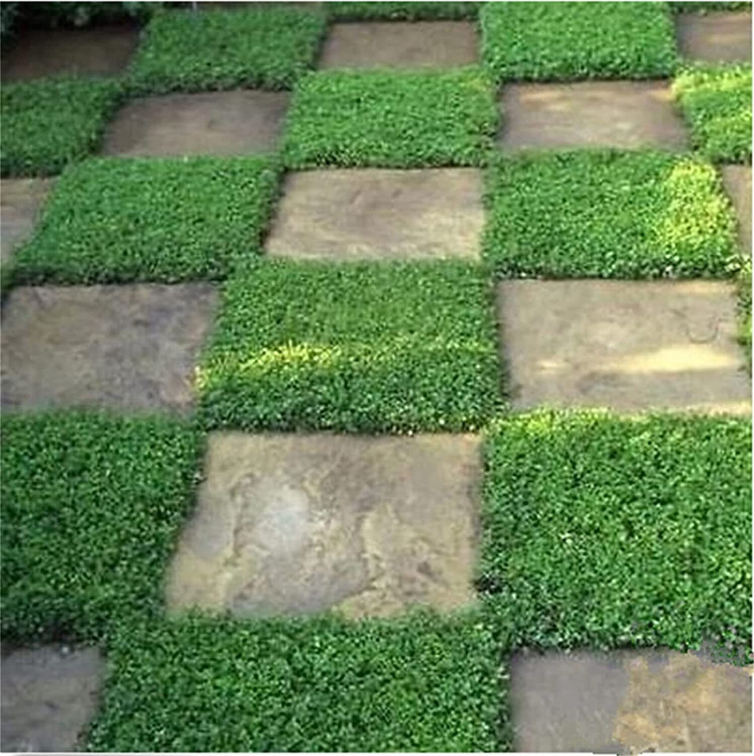 1,000+ Outdoor Green Carpet Seeds for Planting – Rupturewort (Herniaria Glabra)