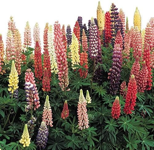 100+ Russell Lupine Mixed Colors Seeds ————- PERENNIAL