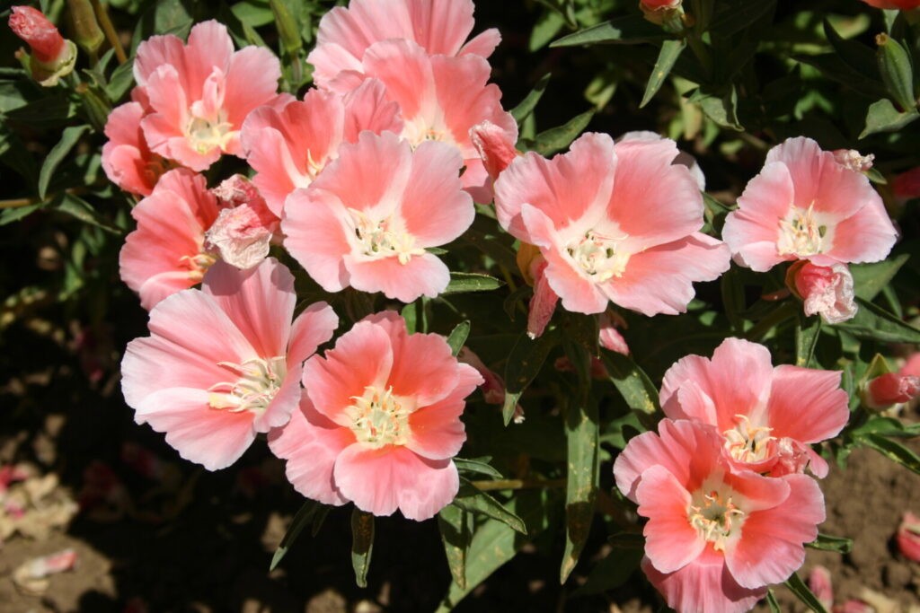 Godetia Peach, Clarkia. 1000 Seeds Free Shipping!